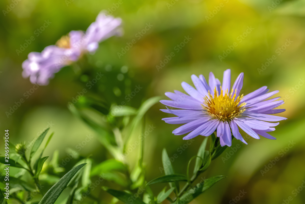 violet flowers on the yellow and green background violet flowers on the yellow and green background