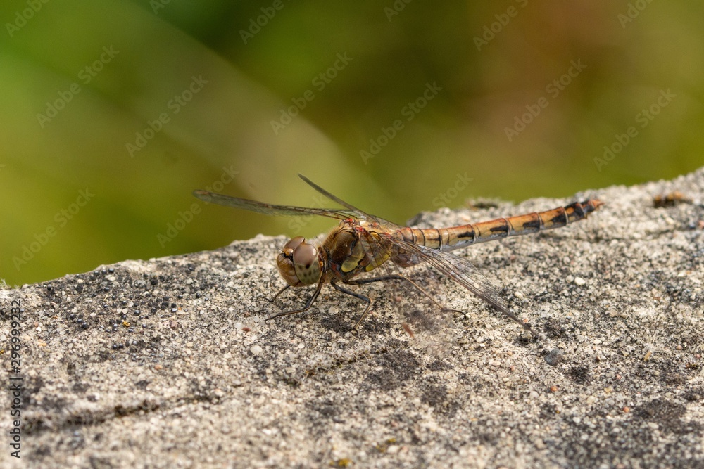 Female of the common darter (Sympetrum striolatum), orange dragonfly sitting on a stone Female of the common darter (Sympetrum striolatum), orange dragonfly sitting on a stone