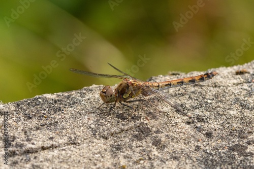 Female of the common darter (Sympetrum striolatum), orange dragonfly sitting on a stone