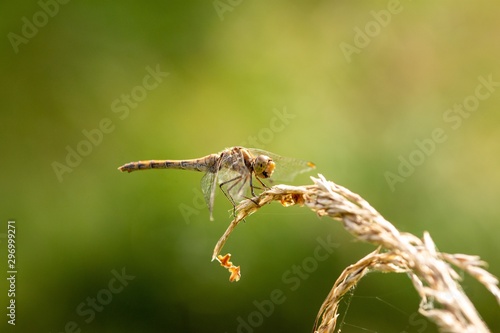 Wallpaper Mural Female of the common darter (Sympetrum striolatum), orange dragonfly sitting on a stone Torontodigital.ca