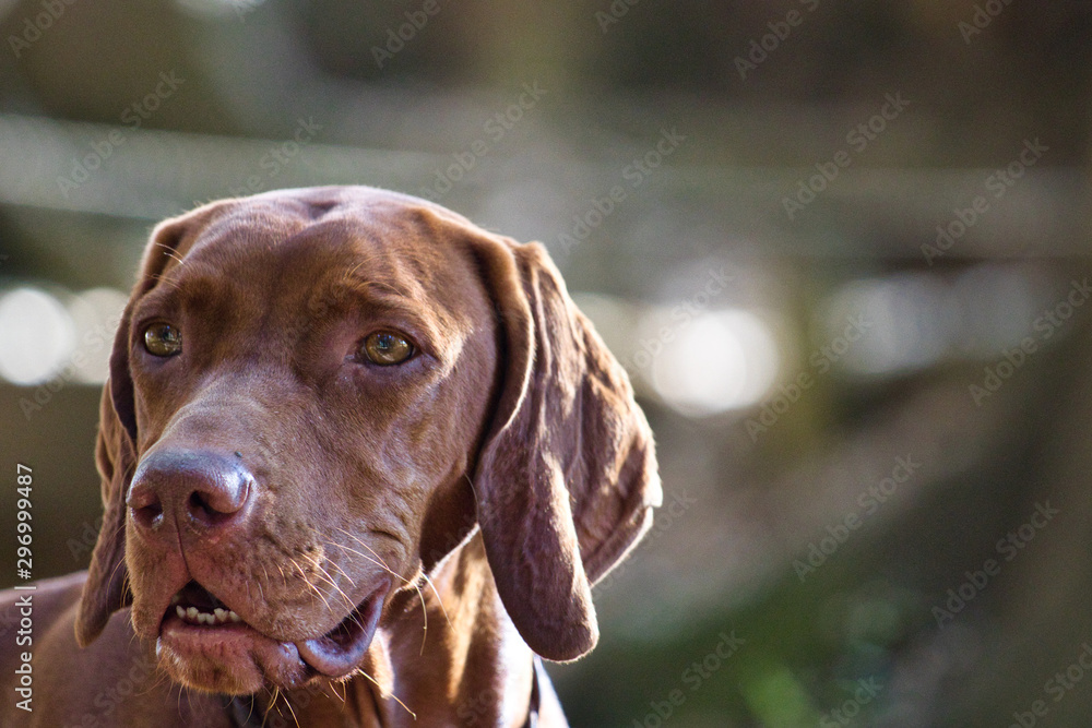 Ungarischer Jagdhund - Profil Ungarischer Jagdhund - Profil