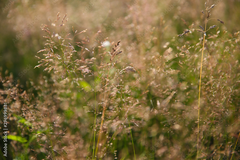 Poa pratensis green meadow european grass Poa pratensis green meadow european grass