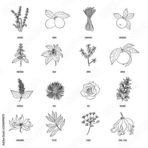 Vector hand drawn set of cosmetic herbs and plants isolated on white background. Essential oils components illustration. Aromatherapy ingredients icons. Sketch collection of natural floral elements.