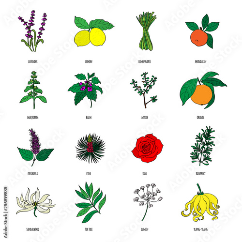 Vector hand drawn set of cosmetic herbs and plants isolated on white background. Essential oils components illustration. Aromatherapy ingredients icons. Sketch collection of natural floral elements.