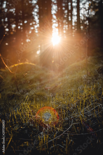 Glowing golden light sunset sunlight in the forest with beautiful healthy nature color tones. Harz National Park  Germany