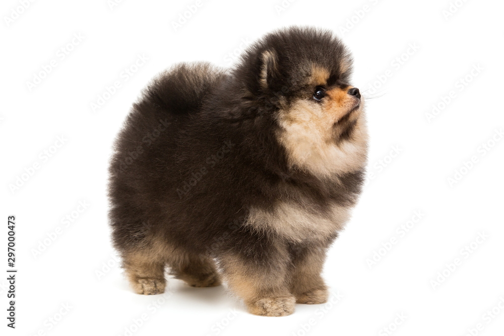 Small, funny black Pomeranian puppy Small, funny black Pomeranian puppy
