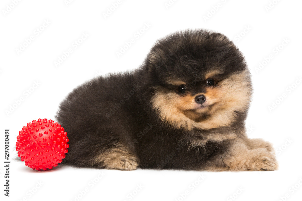 Small black Pomeranian puppy and ball Small black Pomeranian puppy and ball