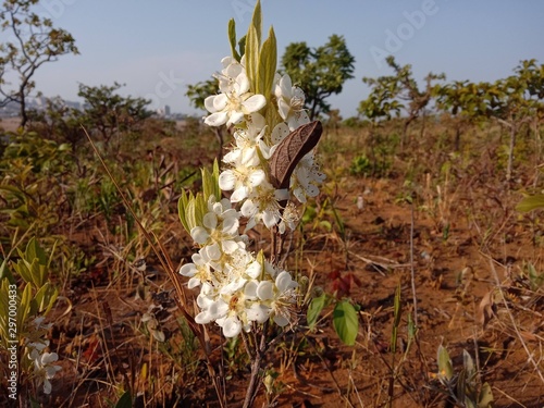 Campomanesia xanthocarpa from Brazil photo