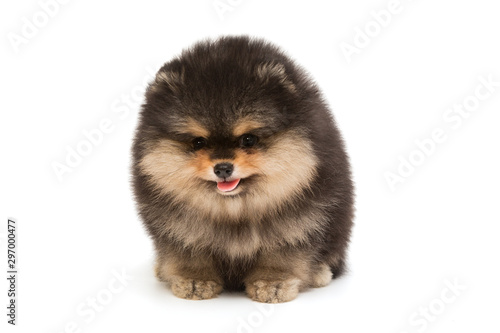 Small  funny black Pomeranian puppy