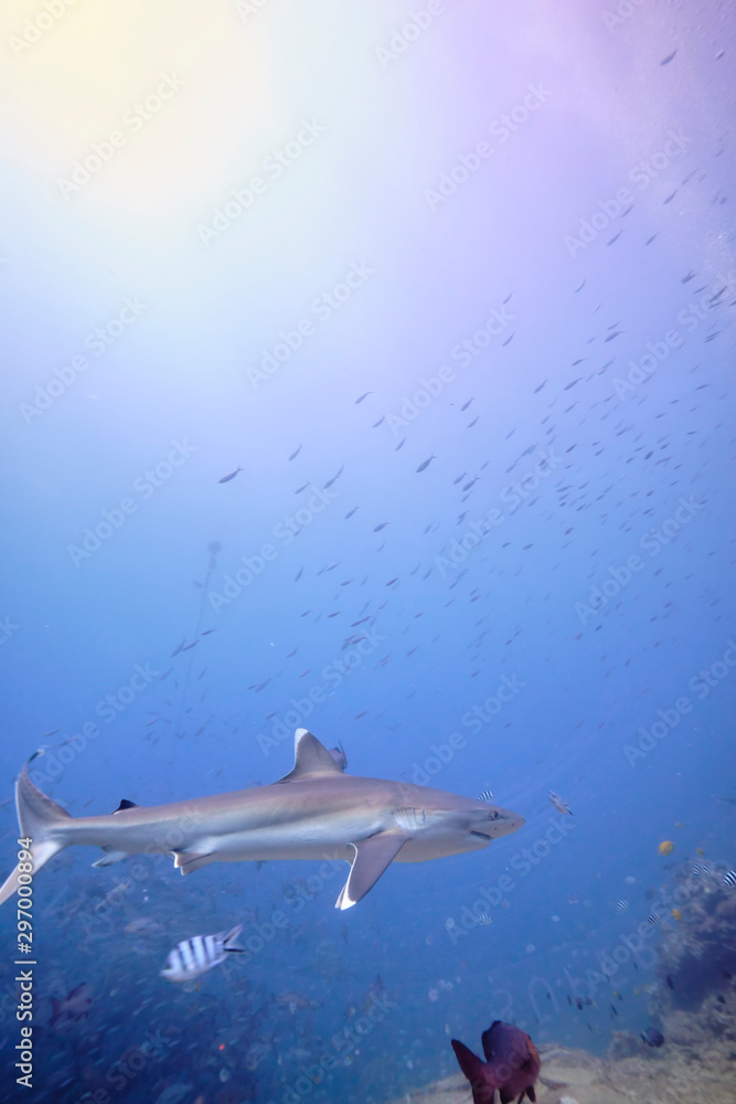 Obraz premium Silver tip reef sharks swimming around in tropical waters of Fiji with scuba divers in deep water