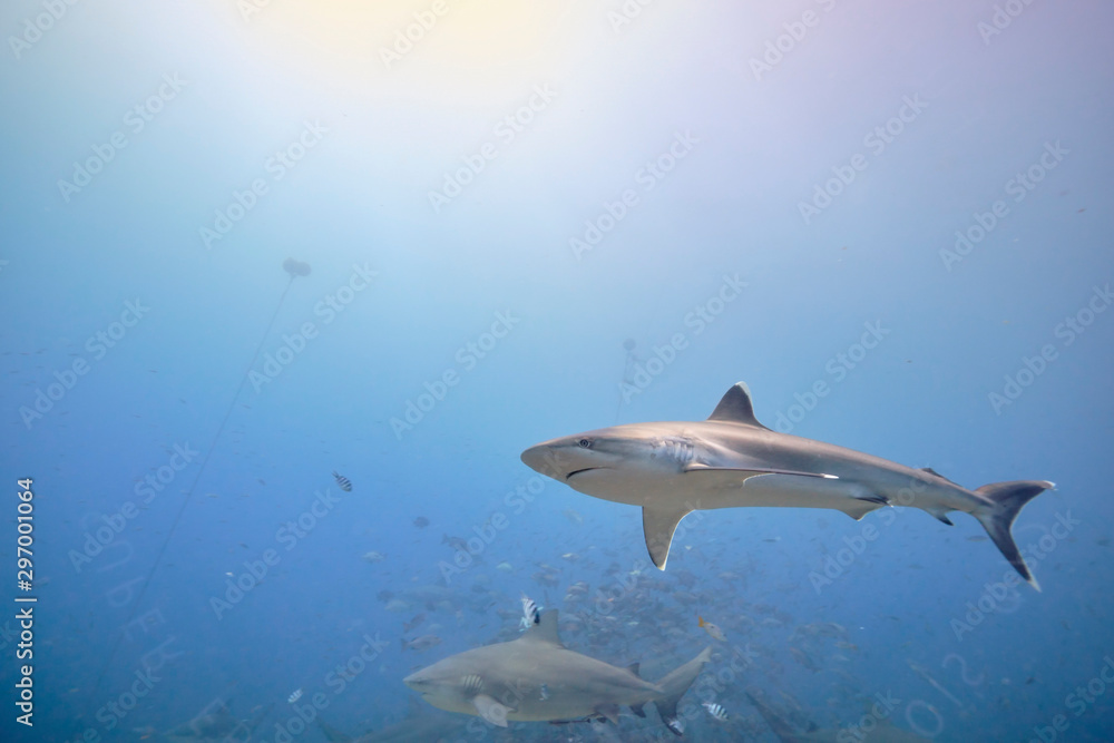 Silver tip reef sharks swimming around in tropical waters of Fiji with scuba divers in deep water