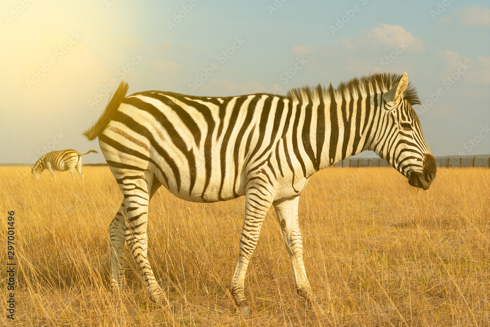 Naklejka premium Zebra beautiful animal in steppe, African herbivore animal.