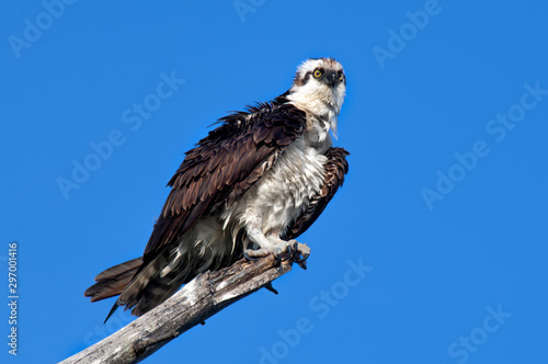 A mature osprey ruffles his feathers.