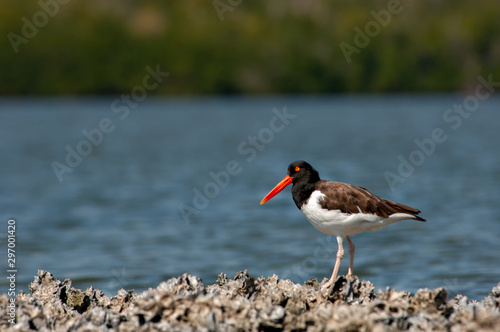 Wallpaper Mural An American oystercatcher on an oyster bar. Torontodigital.ca