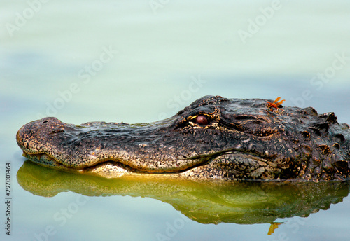 Wallpaper Mural Dragonfly on an American alligator's head. Torontodigital.ca