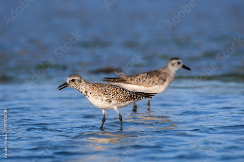Wallpaper Mural Semipalmated sandpipers wading in blue water in Southwest Florida. Torontodigital.ca