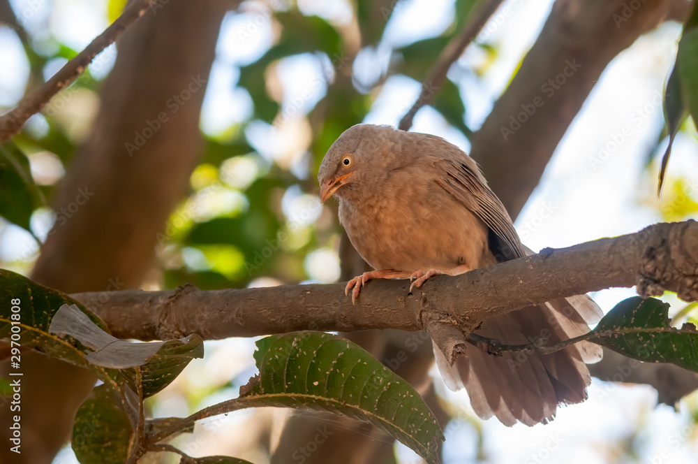 Jungle babbler sitting on a tree branch looking serious Jungle babbler sitting on a tree branch looking serious