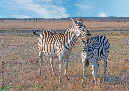 Zebras beautiful animals in steppe  couple African herbivore animals autumn sunset landscape.