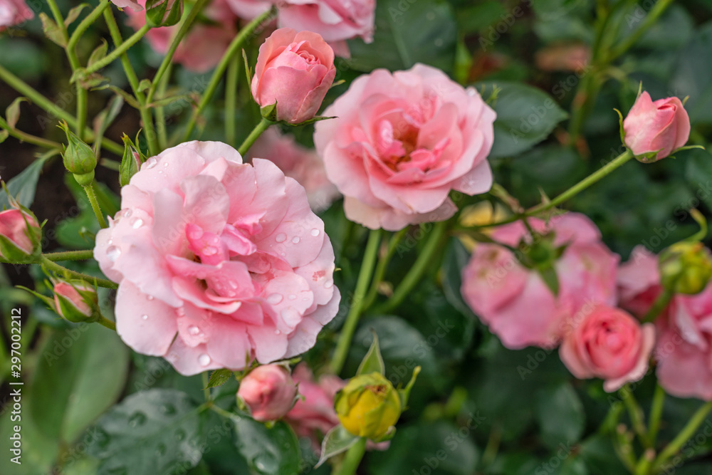 Pink garden rose flowers with dewdrops, growing plant natural background, summer season