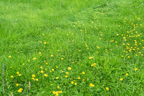 Green grass field with yellow dandelions, summer season background