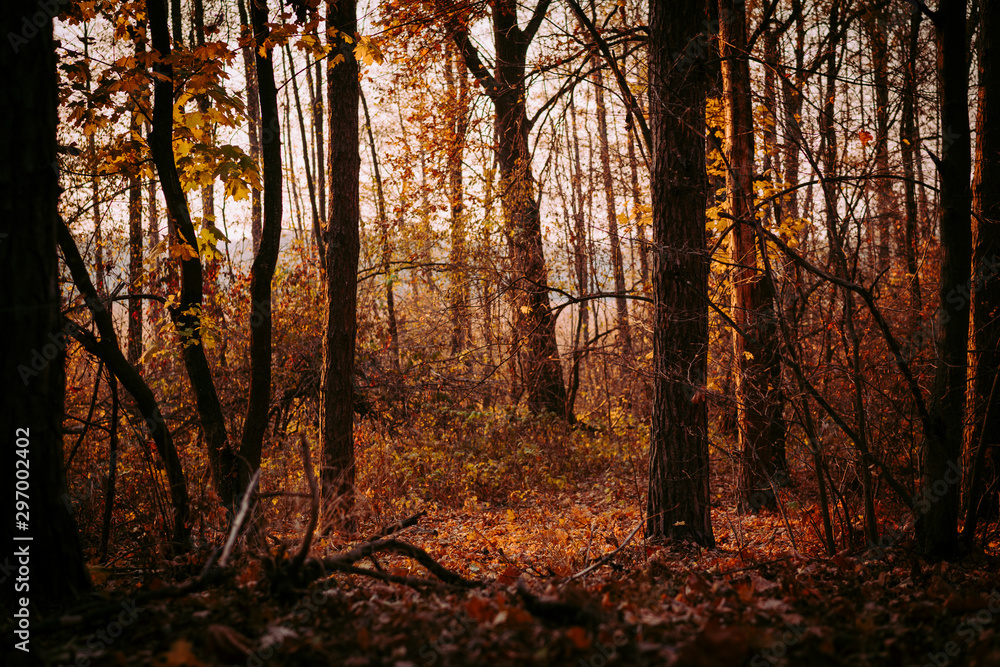 Fototapeta premium pine autumn forest at sunset. background.