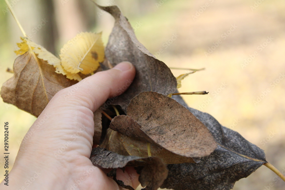 autumn leaves in hand yellow and brown