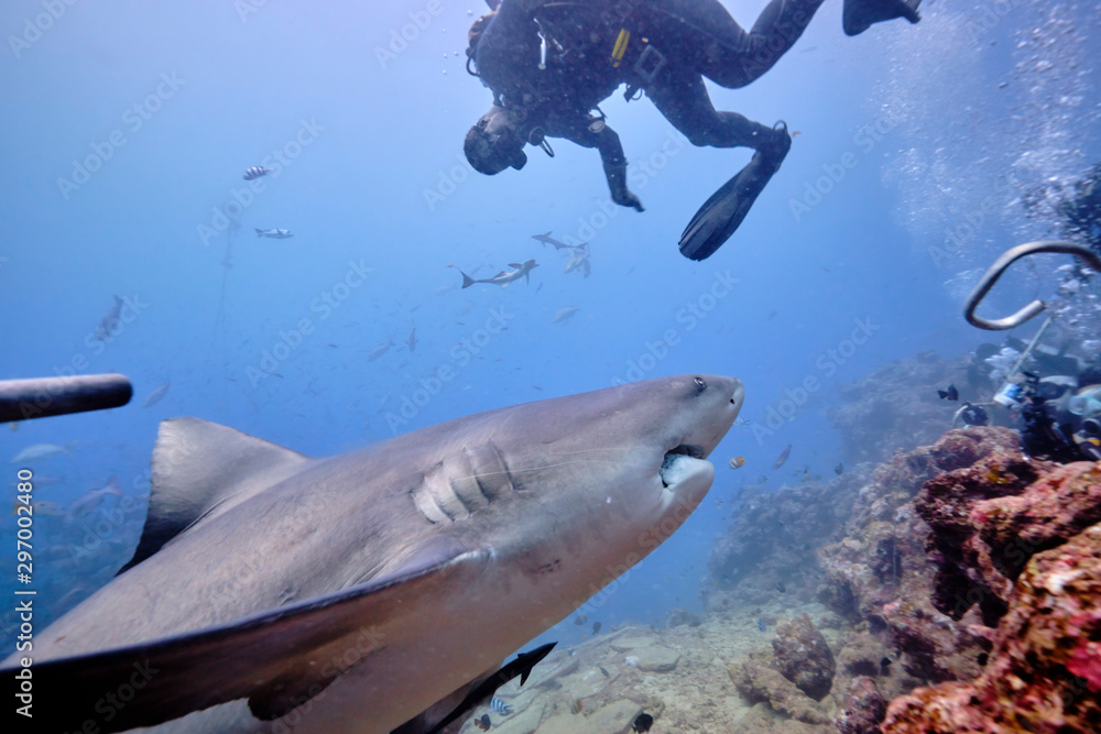 Scuba divers hand feeding bull shark and silver tip reef sharks on deep