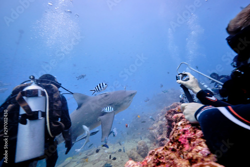 Scuba divers hand feeding bull shark and silver tip reef sharks on deep dive in Fiji photo