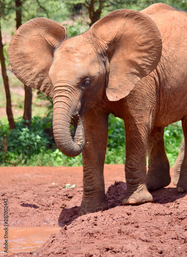 Cute baby elephant spreading its ears.. Closeup. 