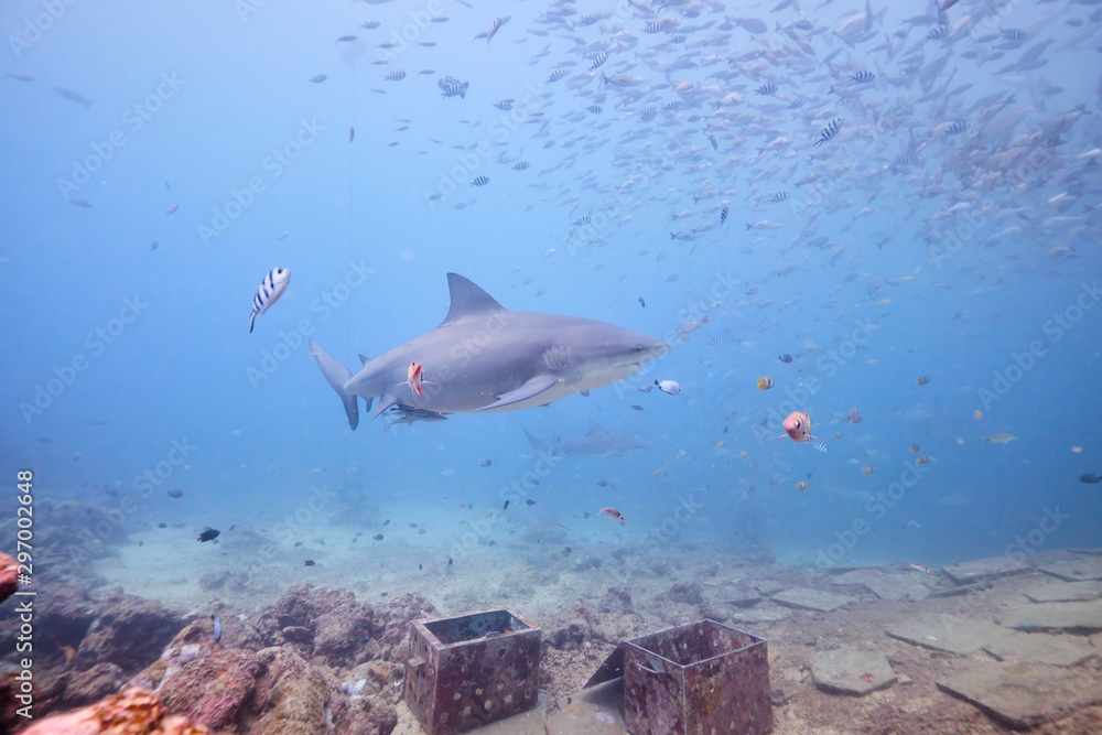 Obraz premium Large wild bull sharks swimming around and feeding in tropical waters of Fiji