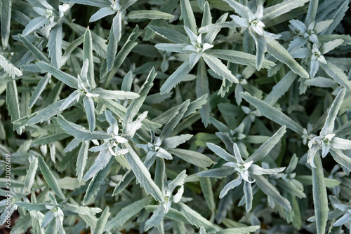 Background of light plants of artemisia