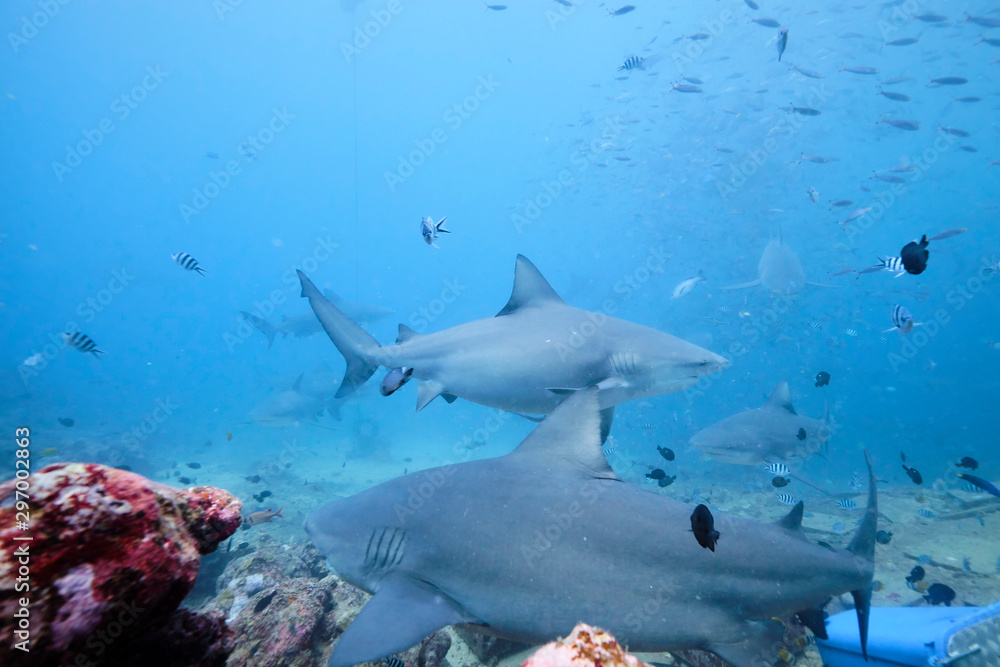 Fototapeta premium Large wild bull sharks swimming around and feeding in tropical waters of Fiji