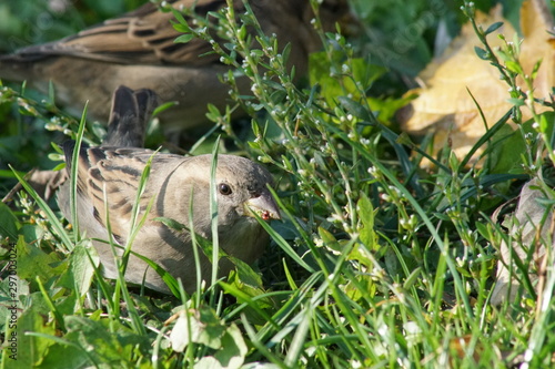 Fototapeta Naklejka Na Ścianę i Meble -  Wróbel ,ptak