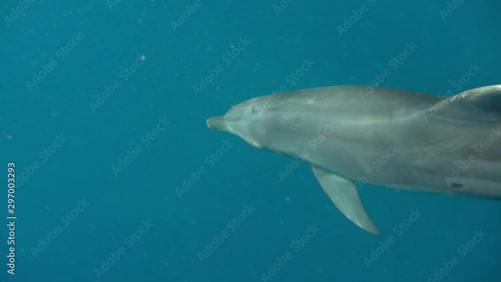 underwater world a dolphin floats in the sea underwater world a dolphin floats in the sea