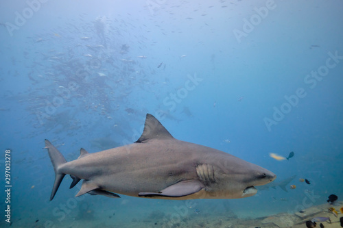 Large wild bull sharks swimming around and feeding in tropical waters of Fiji