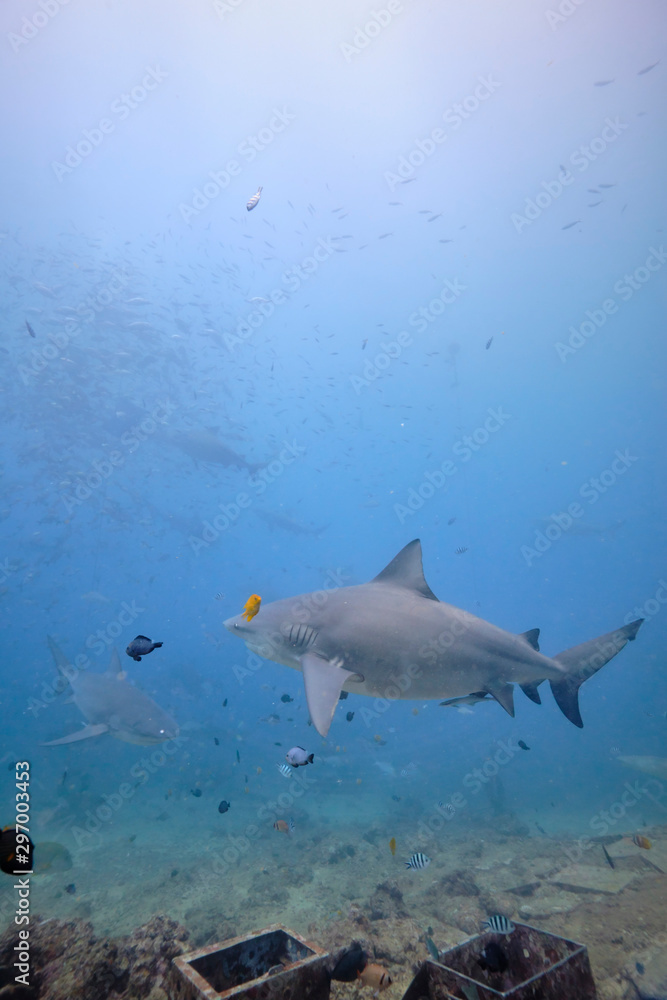 Naklejka premium Large wild bull sharks swimming around and feeding in tropical waters of Fiji