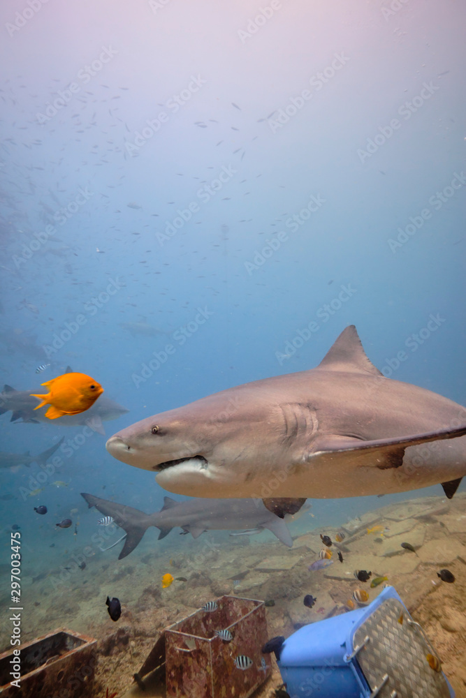 Large wild bull sharks swimming around and feeding in tropical waters of Fiji Large wild bull sharks swimming around and feeding in tropical waters of Fiji