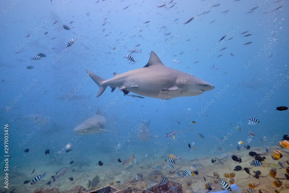 Obraz premium Large wild bull sharks swimming around and feeding in tropical waters of Fiji