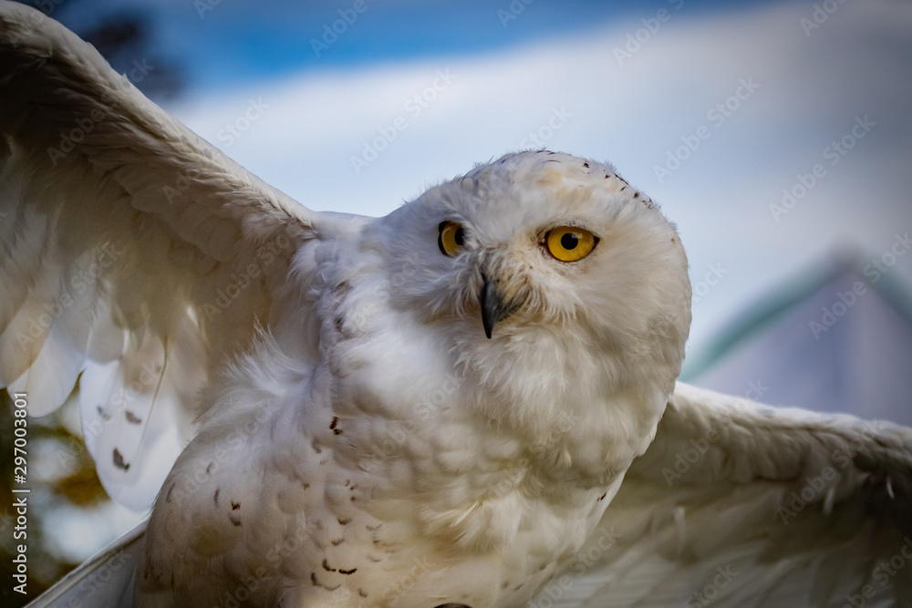 Obraz premium Snowy Owl