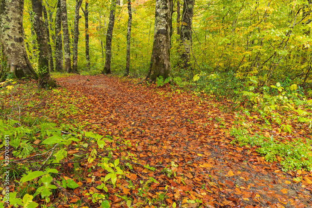 Obraz premium Moriyoshi Park in early autumn