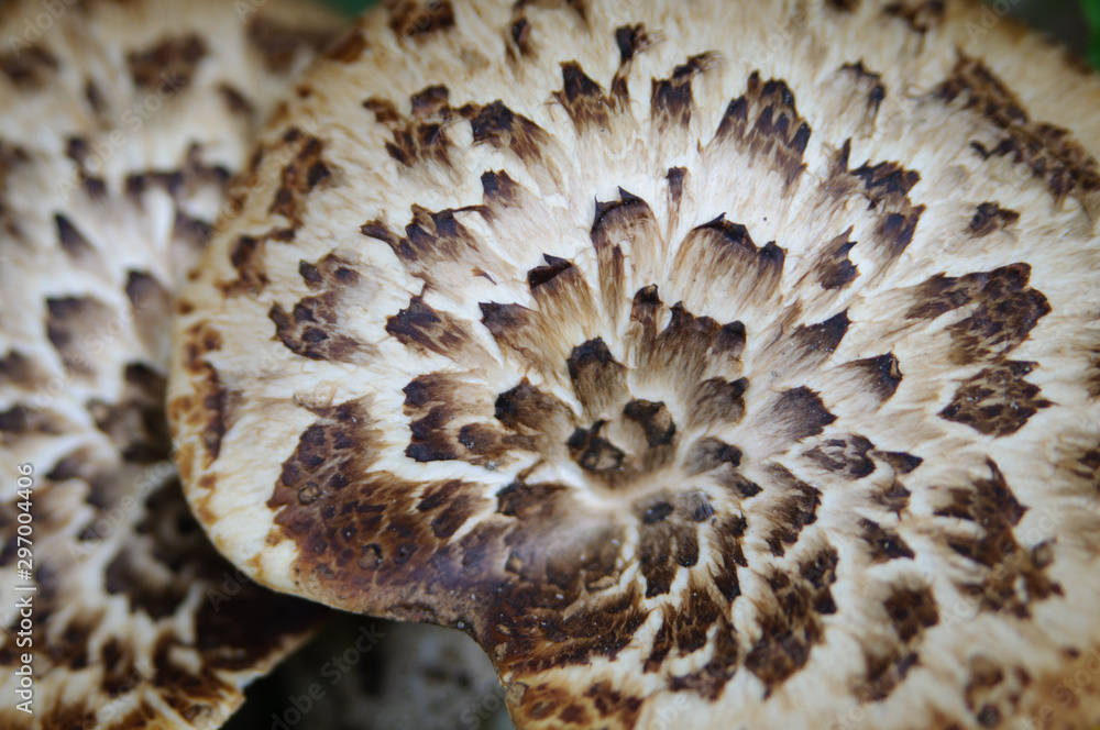 Organic background texture. Peculiar surface of mushroom cap Organic background texture. Peculiar surface of mushroom cap