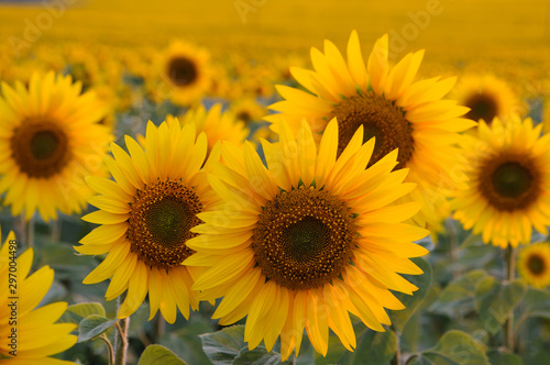 Beautiful sunflowers closeup in soft sunset light
