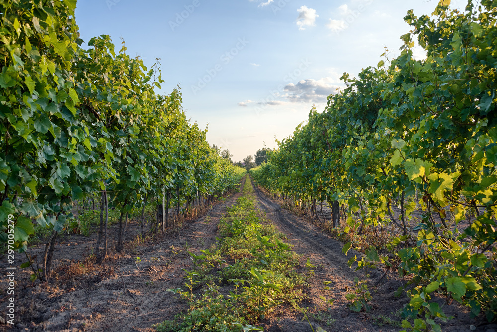 Vineyard in Hungary