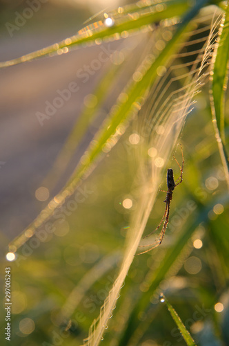 Spider web in dew with a spider © Lisa