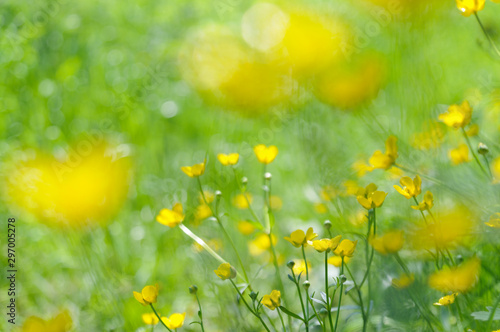 Fototapeta Naklejka Na Ścianę i Meble -  Beautiful yellow buttercup flowers on a fresh green grass background. Blurred flowers on the foreground