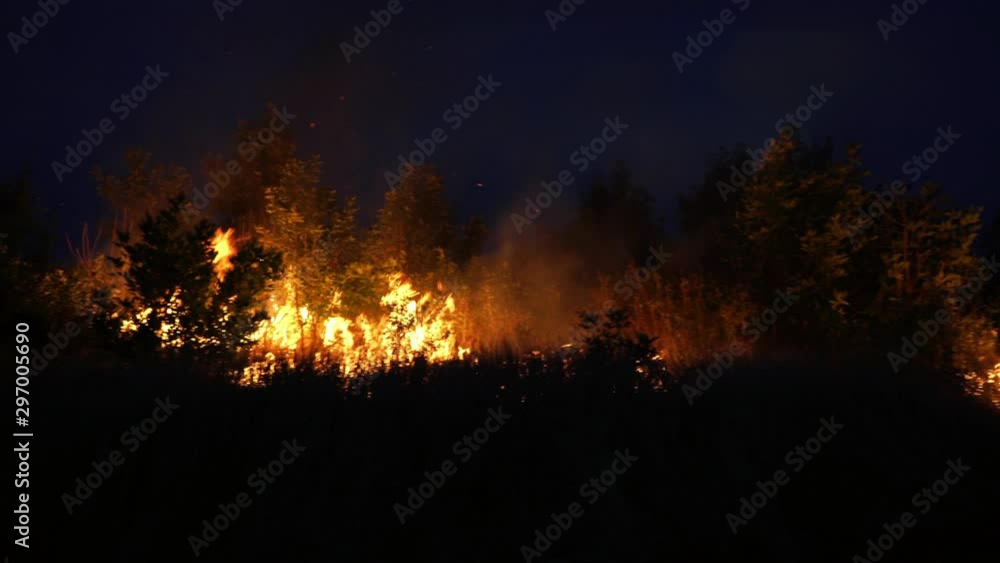 Forest fire. Fire destroys trees and forest animals. Fires in the forests of the Amazon and Siberia. Catastrophe. Green lungs of the planet. Destroyed flora and fauna. Global warming. Forest fire. Fire destroys trees and forest animals. Fires in the forests of the Amazon and Siberia. Catastrophe. Green lungs of the planet. Destroyed flora and fauna. Global warming.