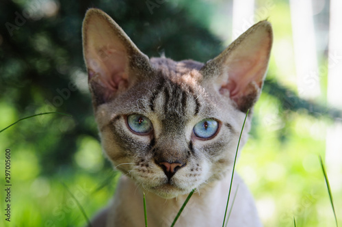 Devon rex cat outdoors. A grey cat with blue eyes. Curly cat with striped tail on fresh green grass