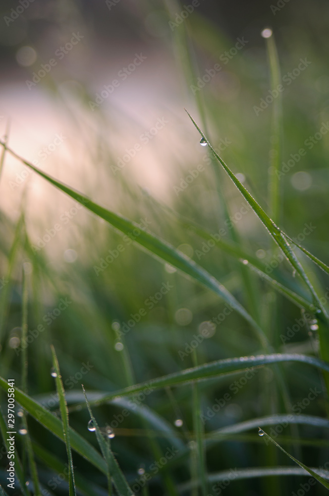 Dew drops on fresh green grass, stunning background Dew drops on fresh green grass, stunning background