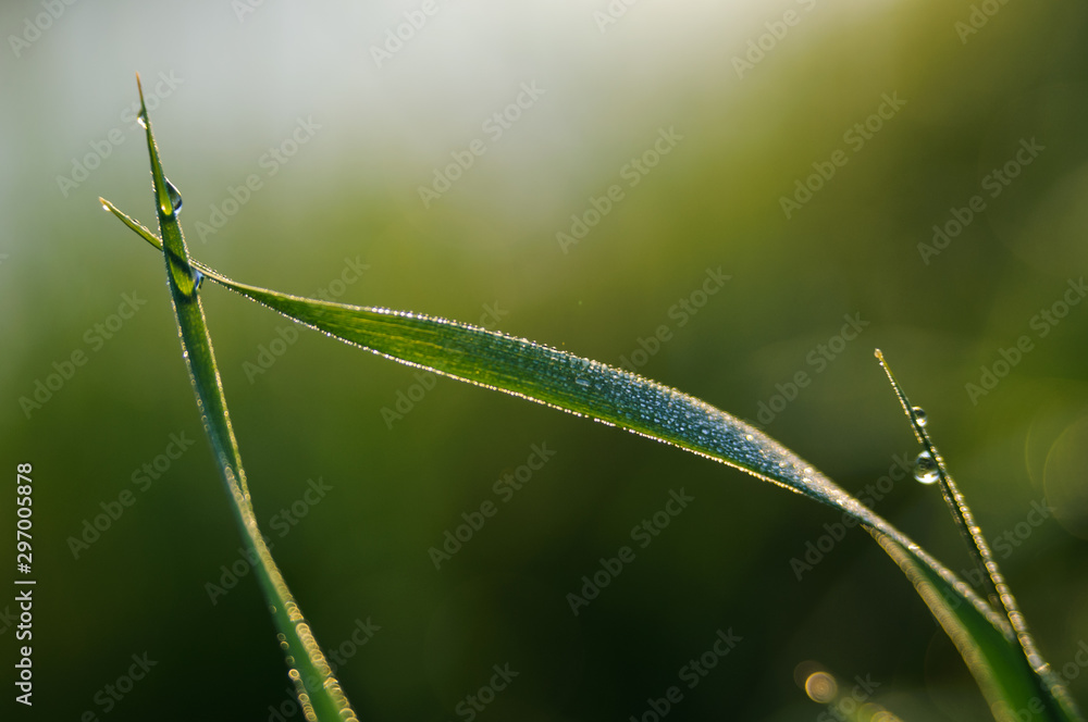 Obraz premium Dew drops on fresh green grass, stunning background