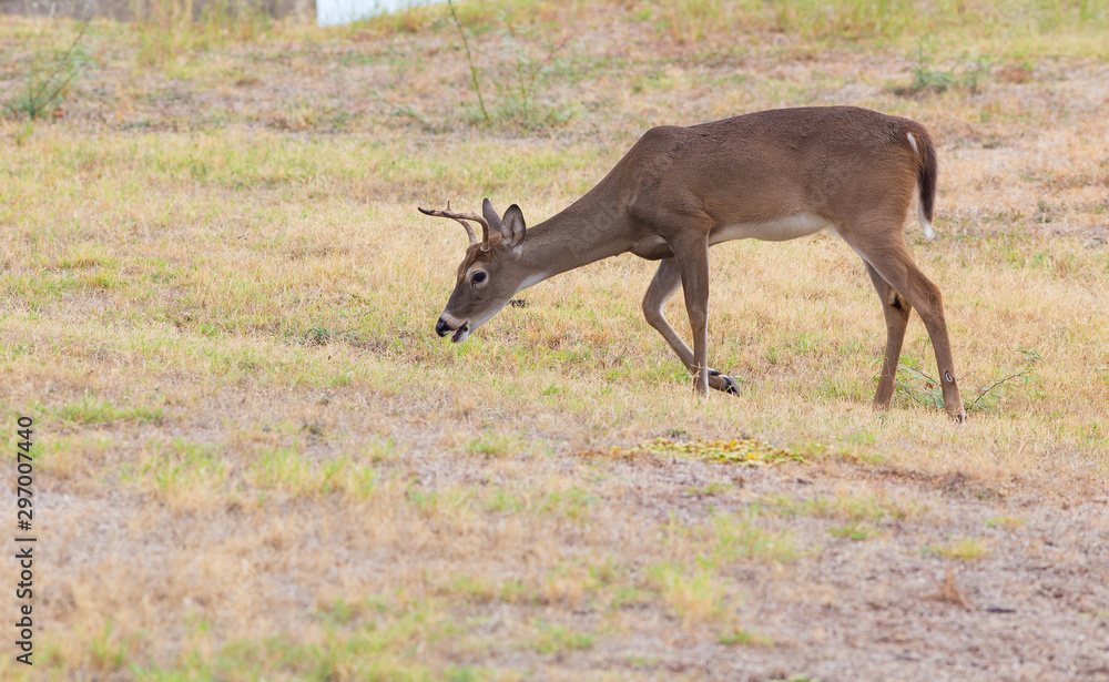 Young Whitetail Buck with Spike Antler grazing in Neighborhood Lawns in Lakefront Community Young Whitetail Buck with Spike Antler grazing in Neighborhood Lawns in Lakefront Community